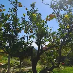 Palati * 凯特利奥斯